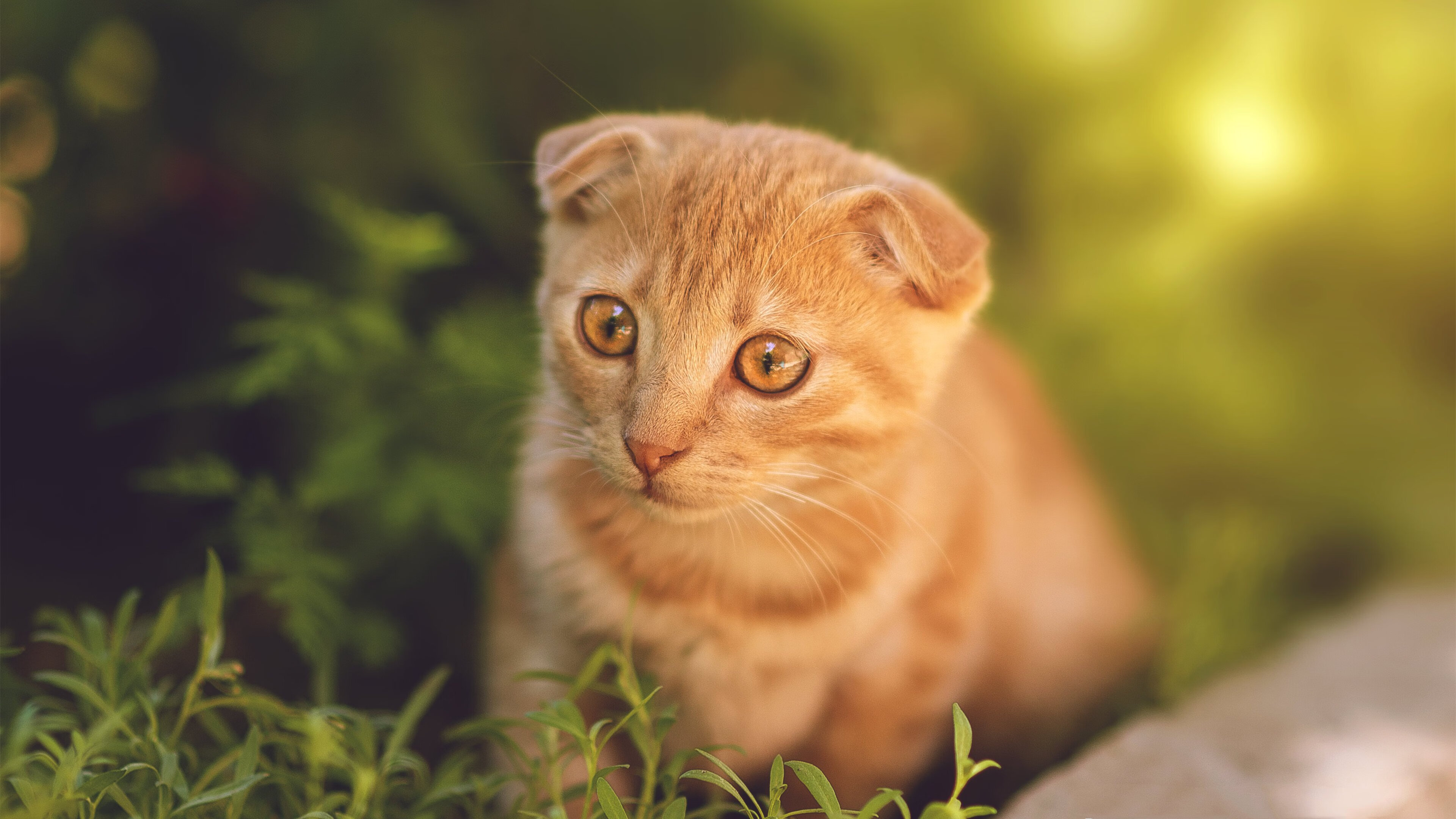 爱游戏在线登录入口-加拿大队赛制解读：如何通过赛制调整提升整体战术配合，加拿大队伍