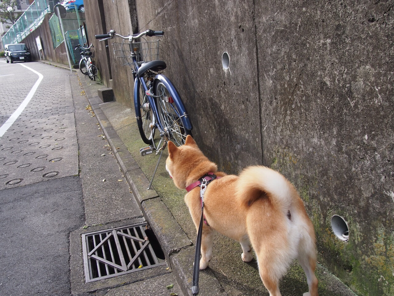 自由泳组表现亮眼，接力项目或成突破口，4×200自由泳接力全程回放