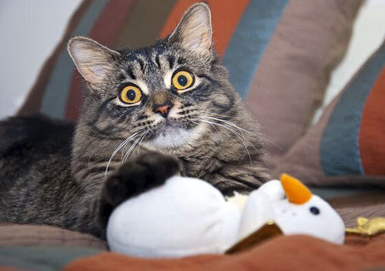 “费尔南多·比亚尔巴的技术提升,成就阿根廷橄榄球的新高度”