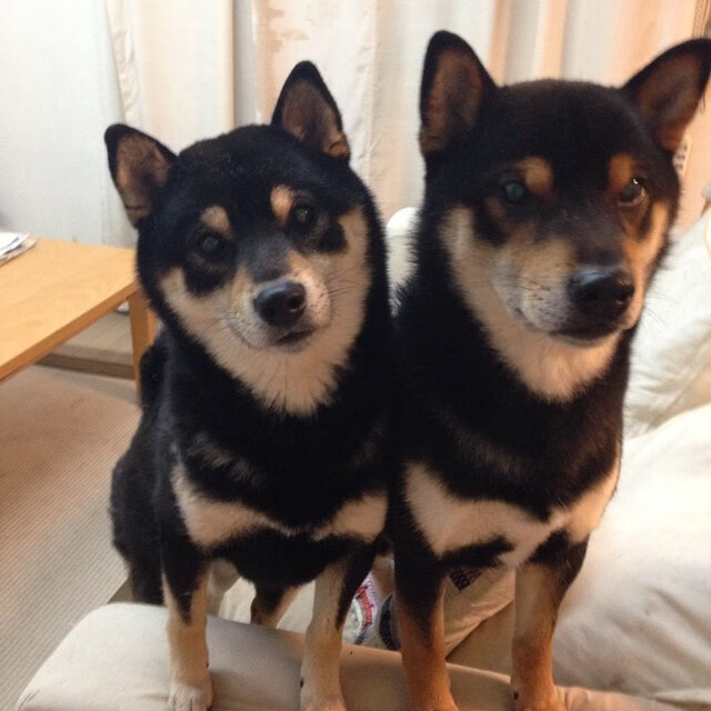 爱游戏体育APP下载-中国足球俱乐部球员职业发展路径多元化，我国职业足球俱乐部发展现状