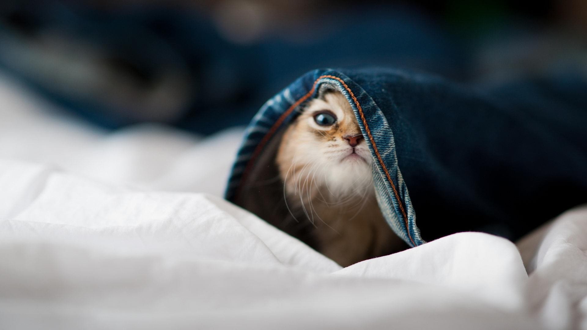 职业联赛视频回看系统优化提升判罚透明度,联赛录像